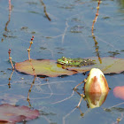 Bastaardkikker, Edible frog