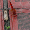 Scarlet Skimmer or Ruddy Marsh Skimmer