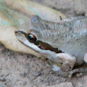 Baja California Tree Frog