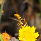 Hoverfly