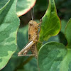 Immature grasshopper