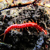 Red Centipede