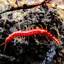 Red Centipede