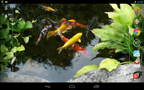 Realistic Koi. Live Wallpaper.