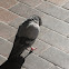 Rock Dove (Pigeon)