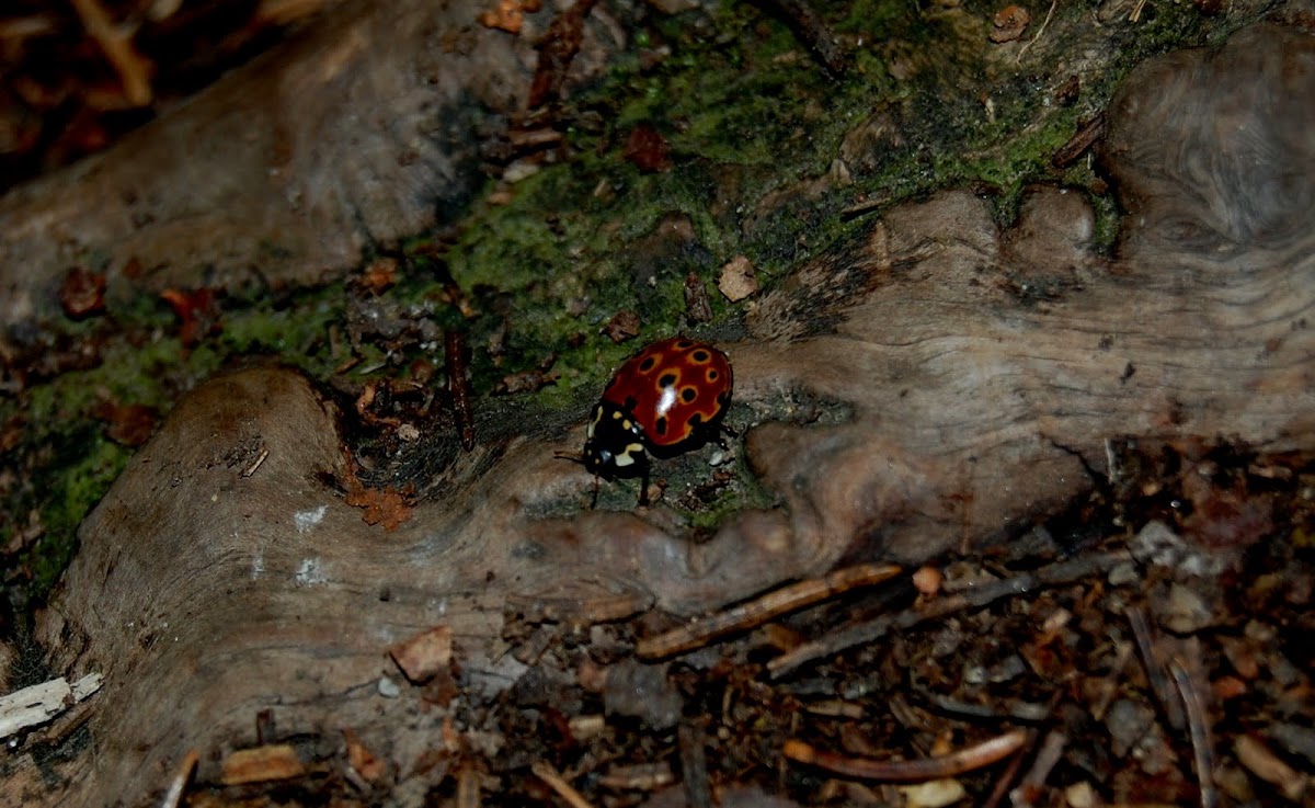 Harlerquin Ladybug