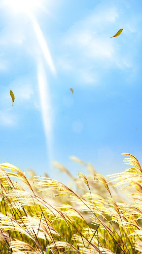 Natural Reed Live Wallpaper