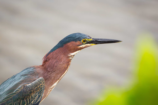 A green-backed heron on Little Cayman in the Cayman Islands.