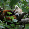 Red Panda (2)