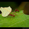 Hormiga cortadora (Leaf cutter ant)