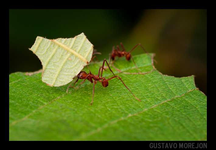 Hormiga cortadora (Leaf cutter ant)
