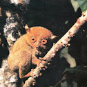 Philippine Tarsier