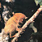 Philippine Tarsier