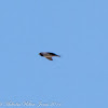 Barn Swallow; Golondrina Común