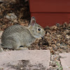 Young Mountain Cottontail