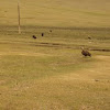 Eurasian Black Vulture