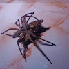 Domestic huntsman spider