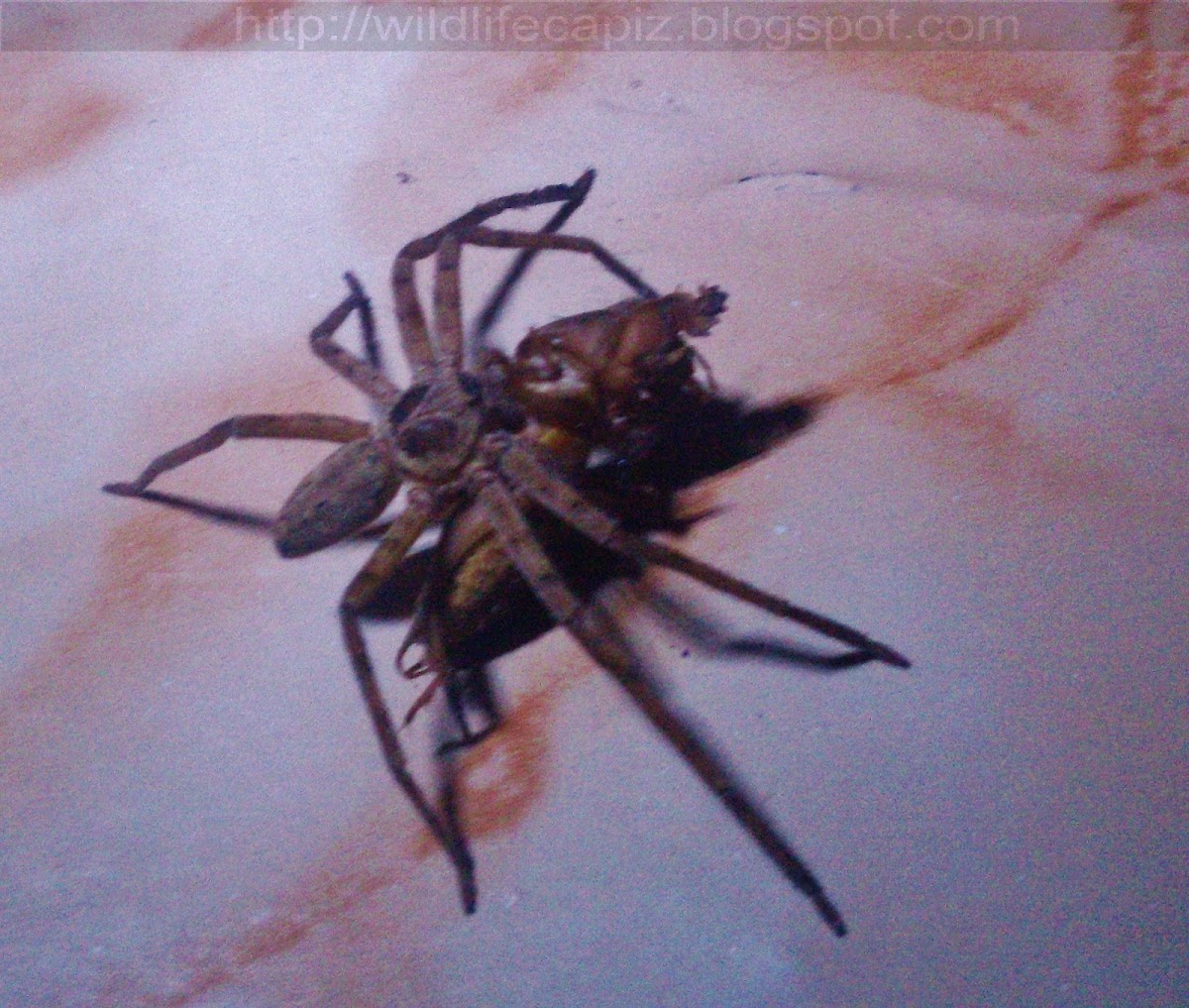 Domestic huntsman spider