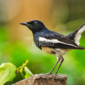 Oriental Magpie Robin (M) by Kulesh Boruah - Animals Birds