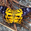 False Tiger Moth