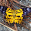 False Tiger Moth