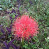 AFRICAN BLOOD LILY