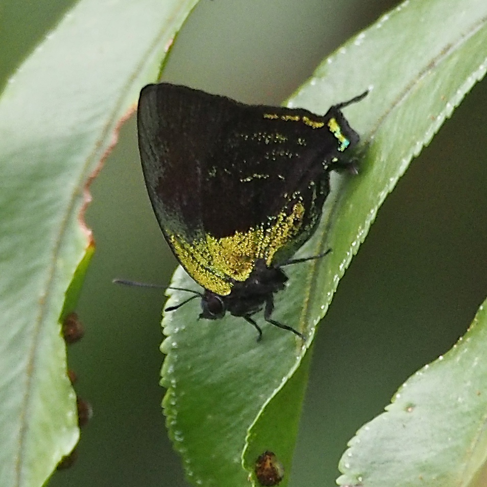 Crines Hairstreak