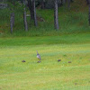 Family of Wild Turkeys