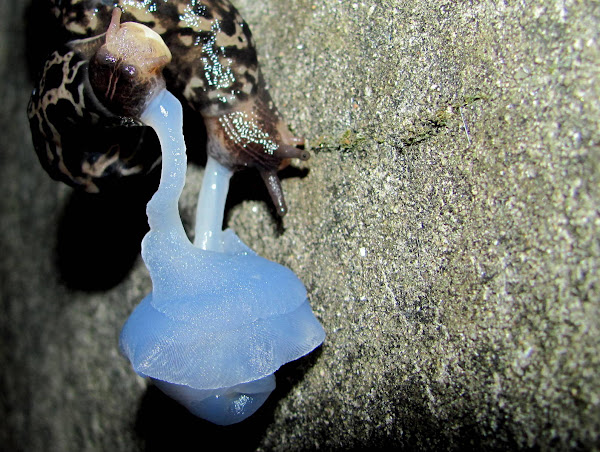 How Do Slugs Mate? , Slug Reproduction: Discover How They Reproduce ...