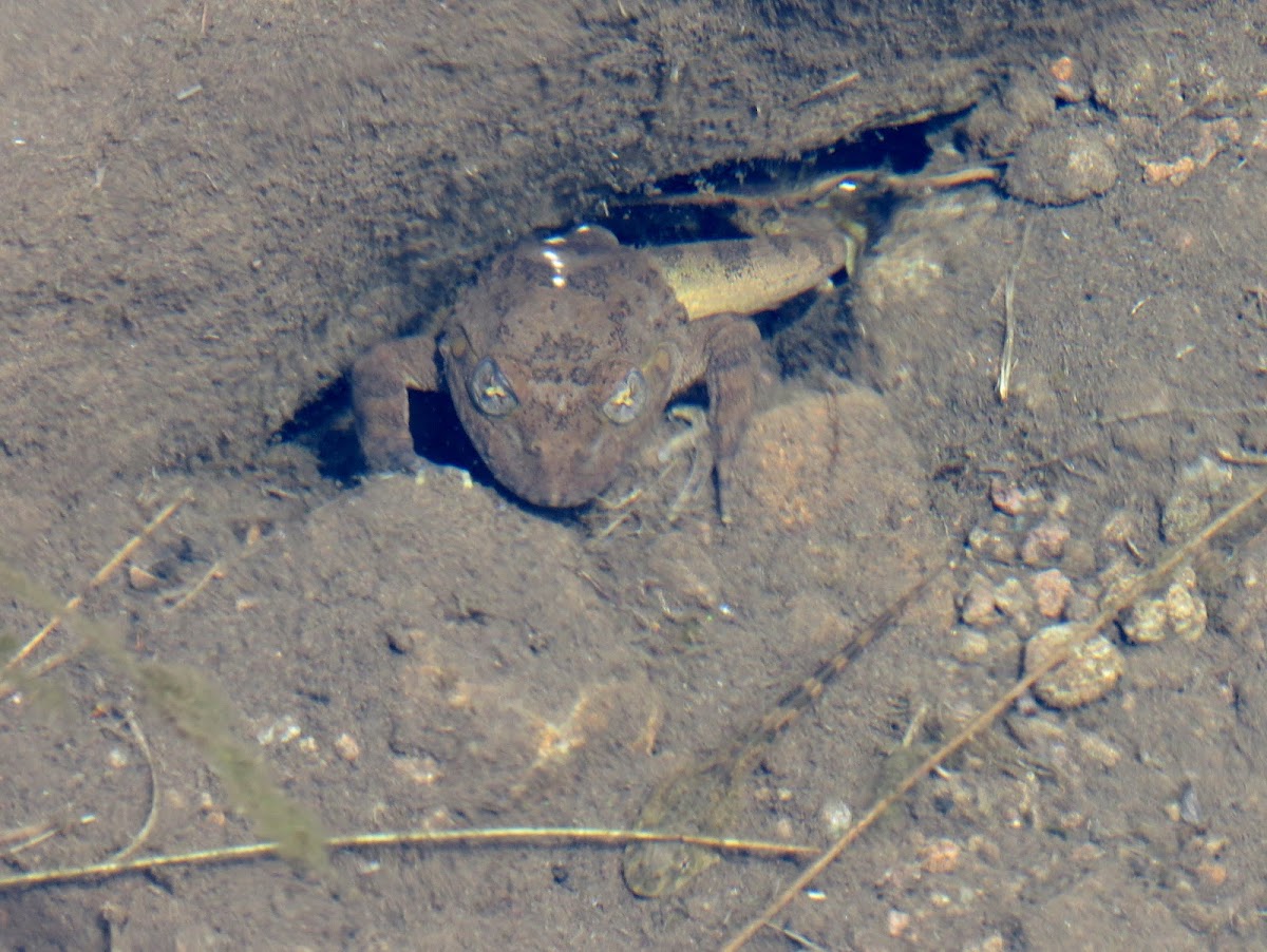 Common platanna/African clawed frog