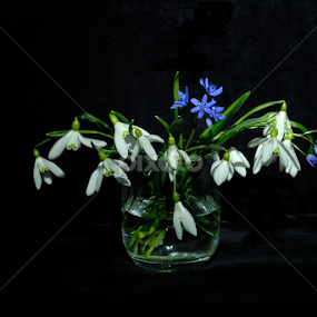 by Teglas Marin - Flowers Flower Arangements
