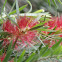 Bottlebrush Tree, Crimson Bottlebrush, 红千层