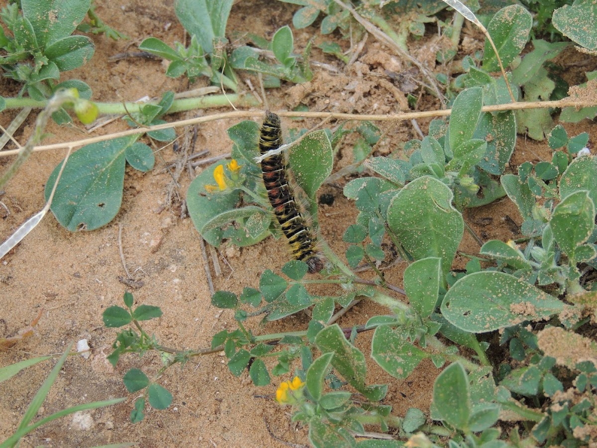 Eggar caterpillar