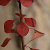 red thorny plant
