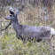 Mule Deer (female)