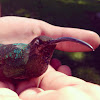 humming bird, colibrí