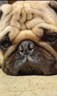 How to mod Pugs Dog Wallpapers patch 1.0 apk for pc