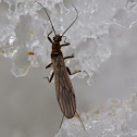 Isocapnia Stone Fly