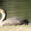 double-crested cormorant