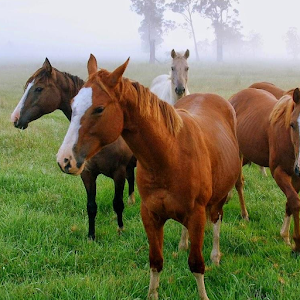 Horse Wallpapers 1.0
