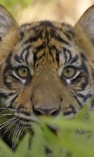 How to download Tiger HD LWP Full 1.0 unlimited apk for pc