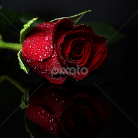 red rose XI by Almas Bavcic - Flowers Single Flower