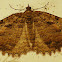 Tissue Moth