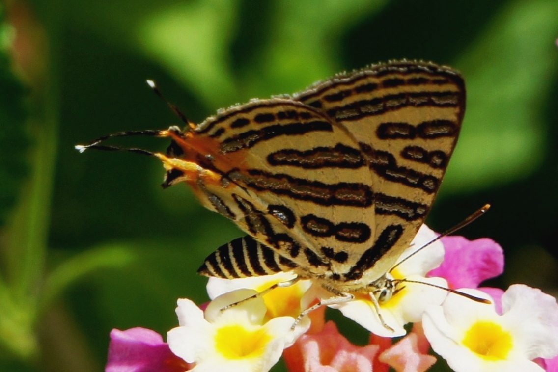 Silverline Butterfly