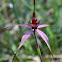 Wine-lipped spider orchid (red morph)