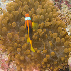 Red and Black Anemonefish