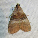 Sycamore Webworm Moth