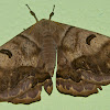 Royal Moth/Giant Silkworm Moth