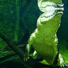 Salt water Croc