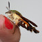 African Hummingbird Moth